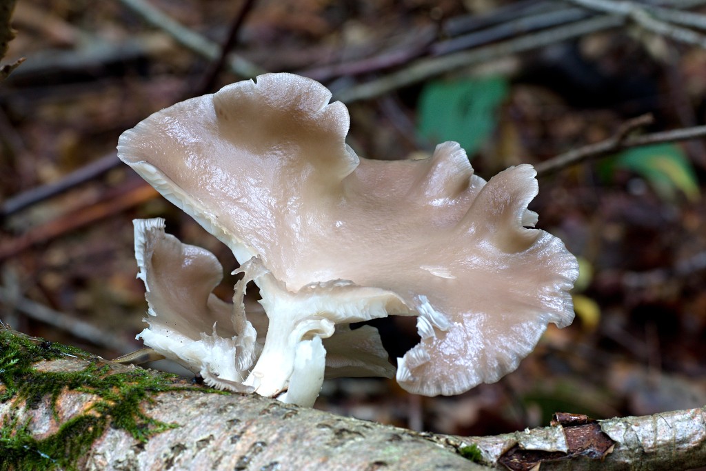 paddenstoel paddenstoelen paddestoel paddestoelen schimmel zwam schimmels zwammen hdr paddo paddos champignon champignons herfst najaar